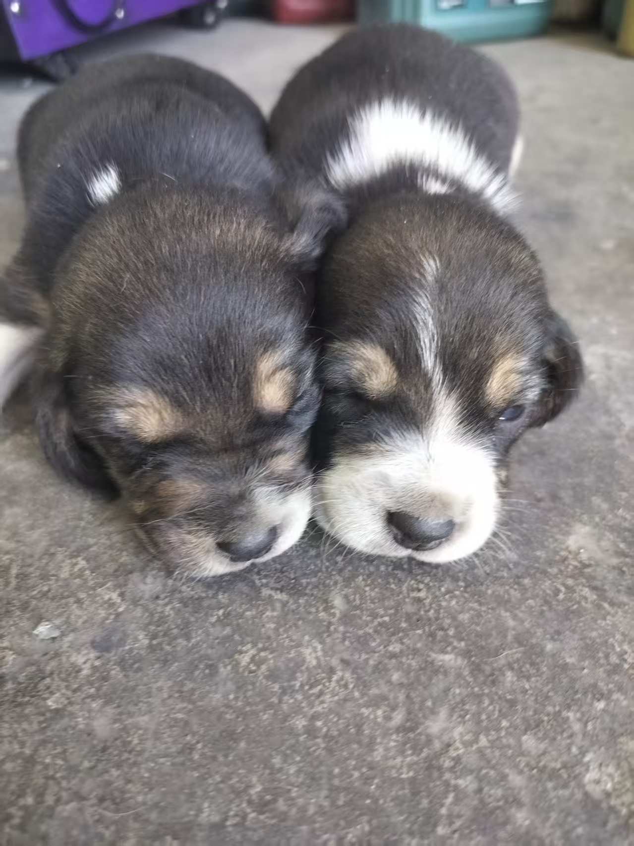 自家比格犬生的小奶狗，黑白相间，毛色漂亮，小脸圆圆的特别可爱。